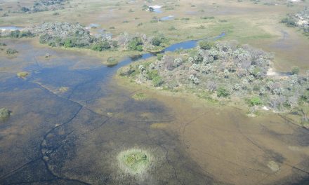 Bagna Okawango