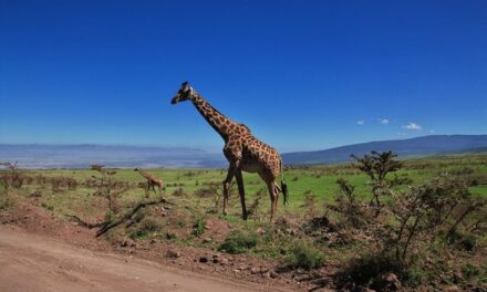 Kenia: co zobaczyć, kiedy jechać i koszty