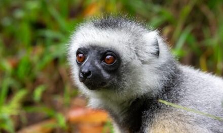 Madagaskar: co zobaczyć, kiedy jechać i koszty