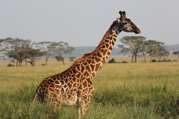 Przyroda i krajobraz Tanzania