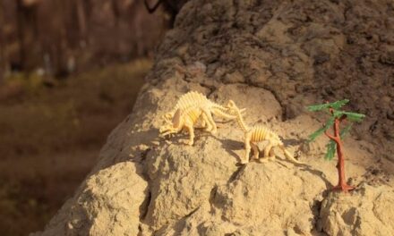 Prehistoryczne Osady na Palach wokół Alp – Przewodnik po