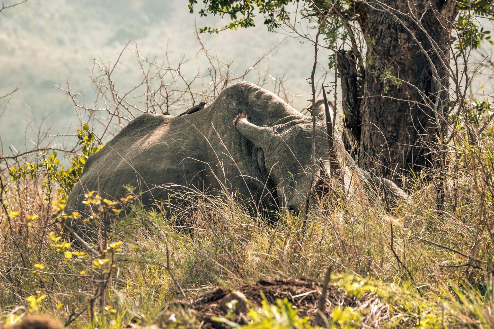 Przyroda i krajobraz Mount Nimba Strict Nature Reserve – jak zwiedzać rezerwat