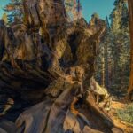 Park Narodowy Los Alerces – jak zwiedzać, najciekawsze