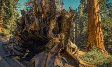 Park Narodowy Los Alerces – jak zwiedzać, najciekawsze