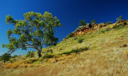 Australian Fossil Mammal Sites (Riversleigh/Naracoorte) – jak