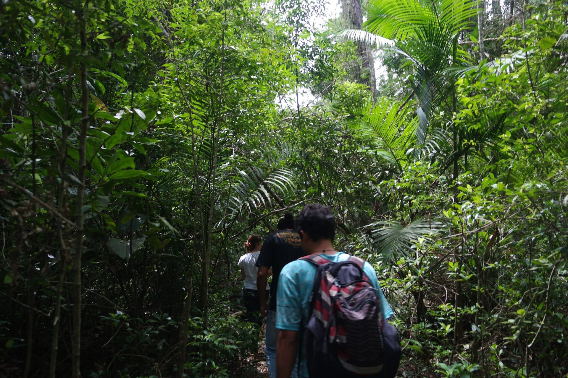 Discovery Coast Atlantic Forest Reserves