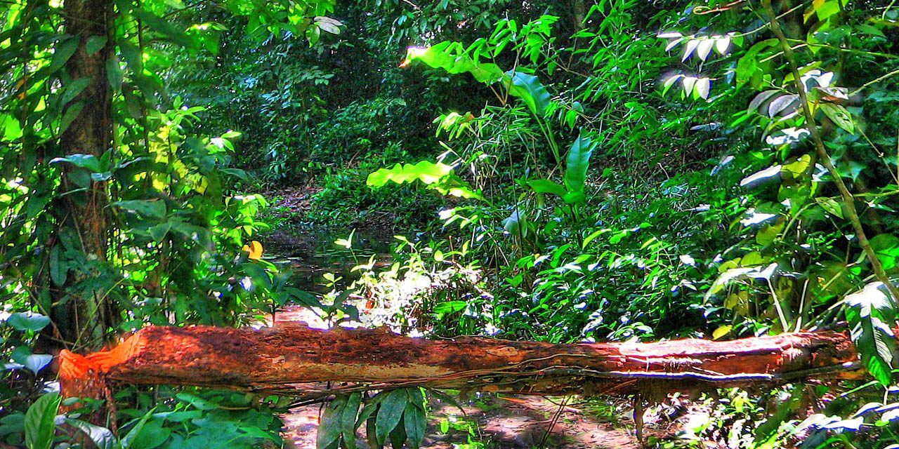 Discovery Coast Atlantic Forest Reserves