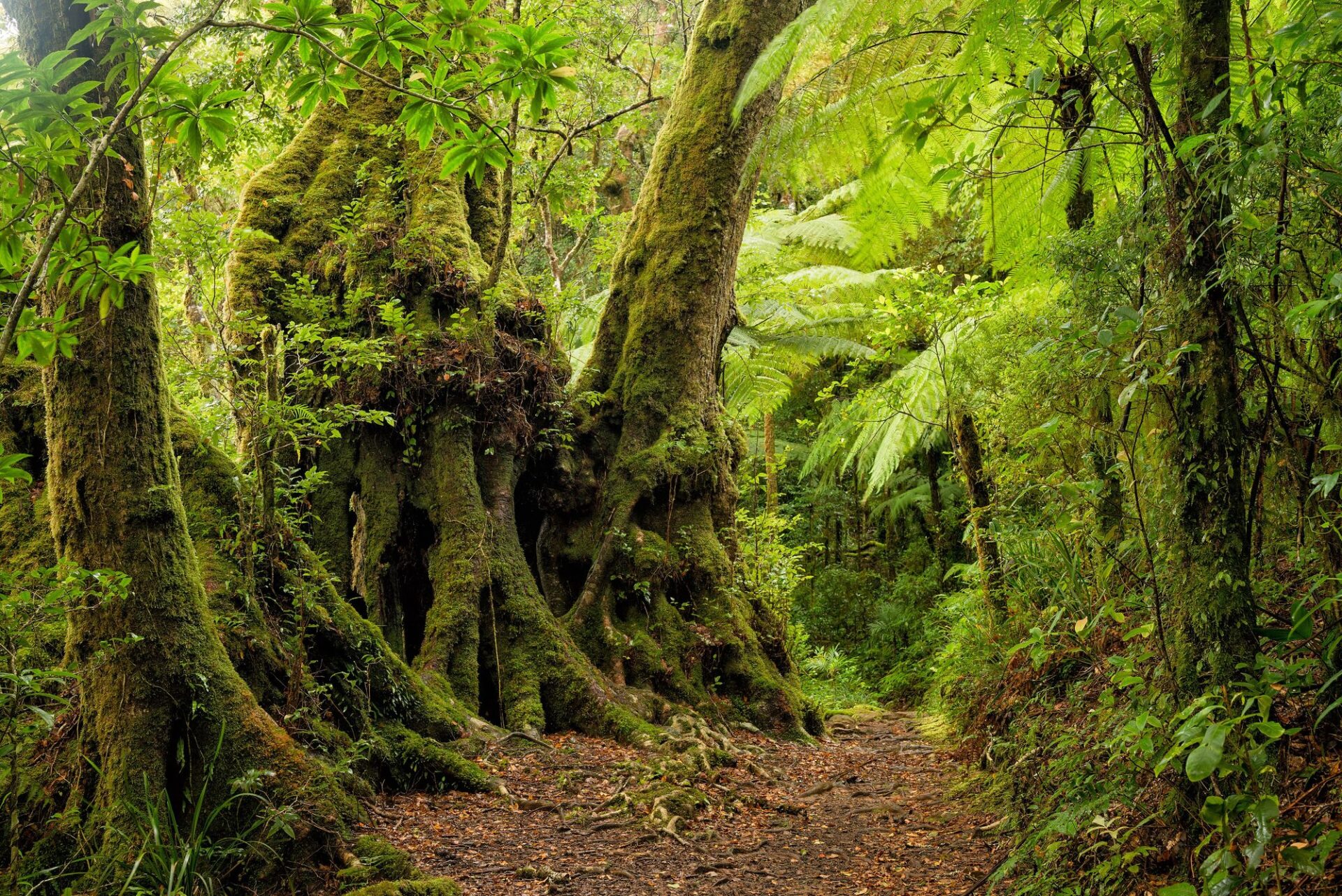 Gondwana Rainforests of Australia