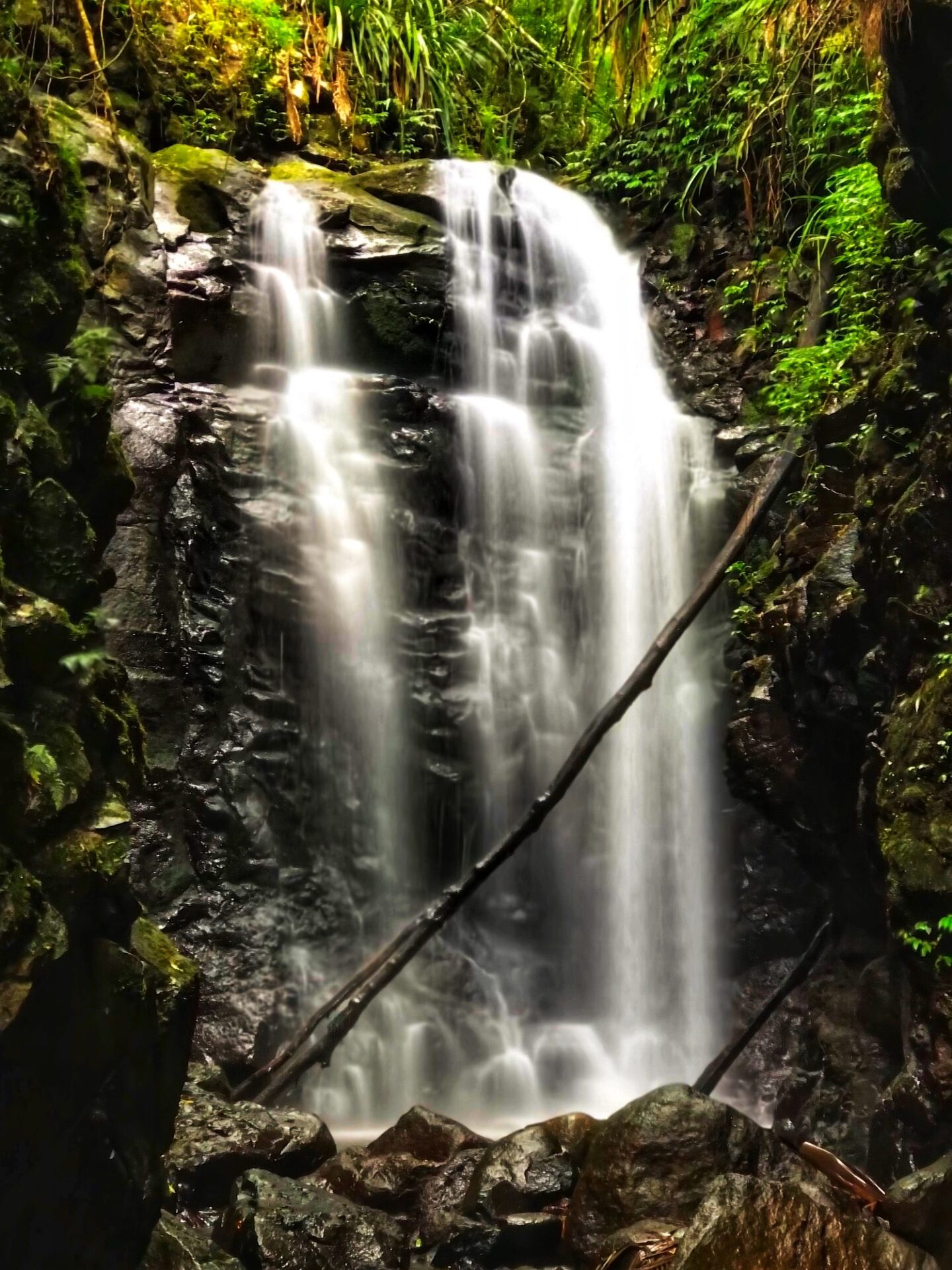 Gondwana Rainforests of Australia
