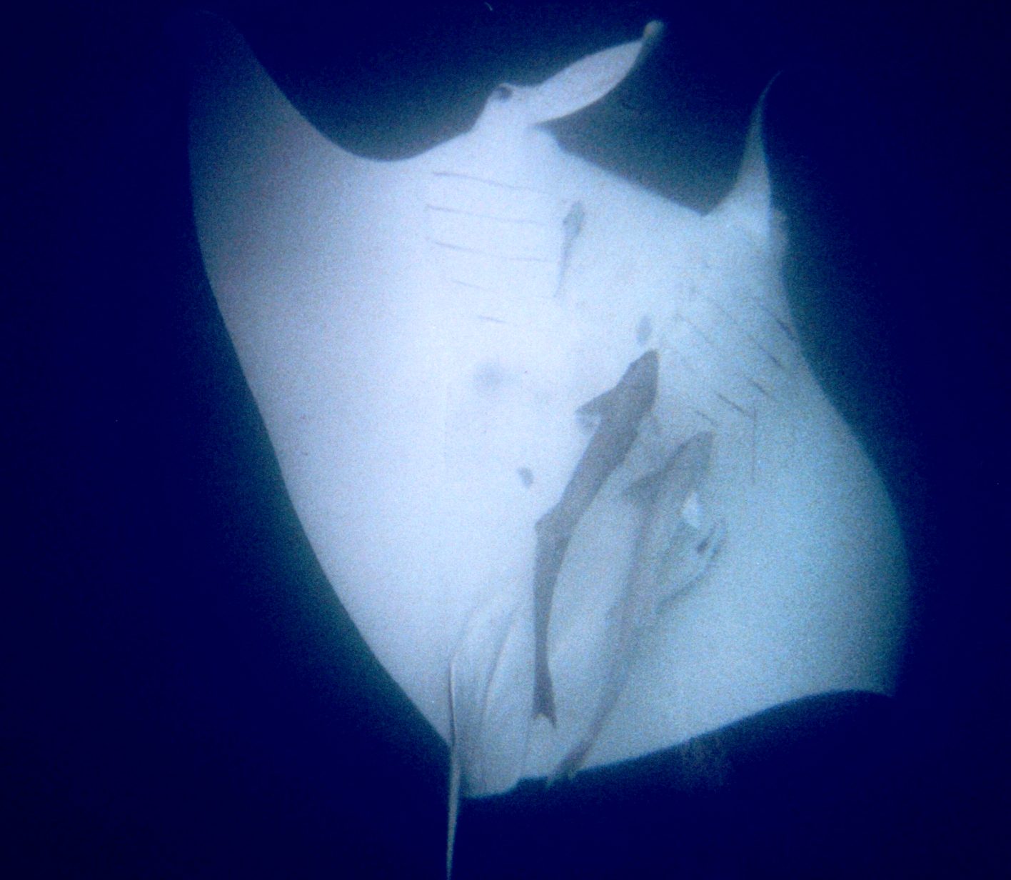 Wybrzeże Ningaloo
