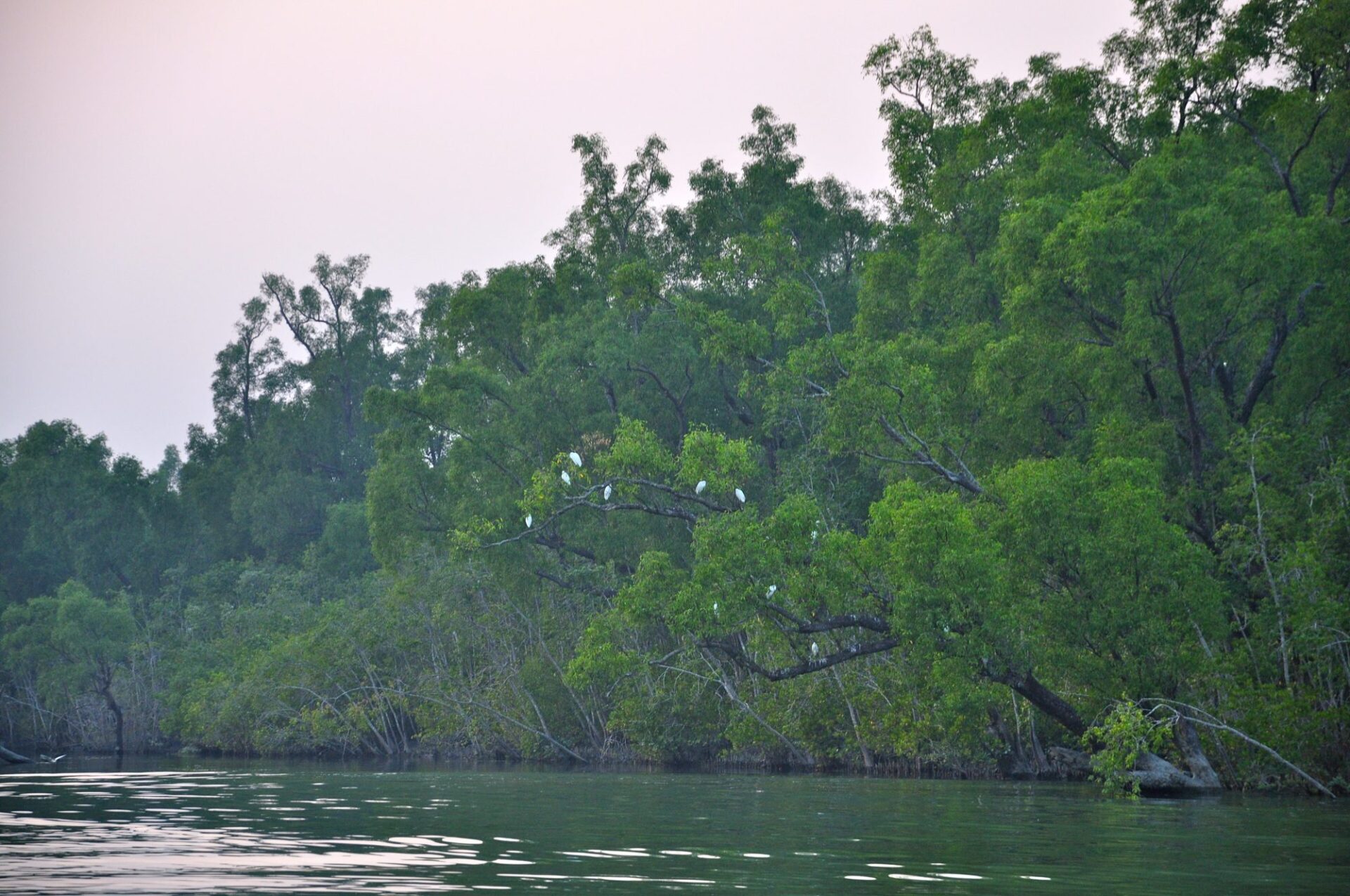 Sundarbany
