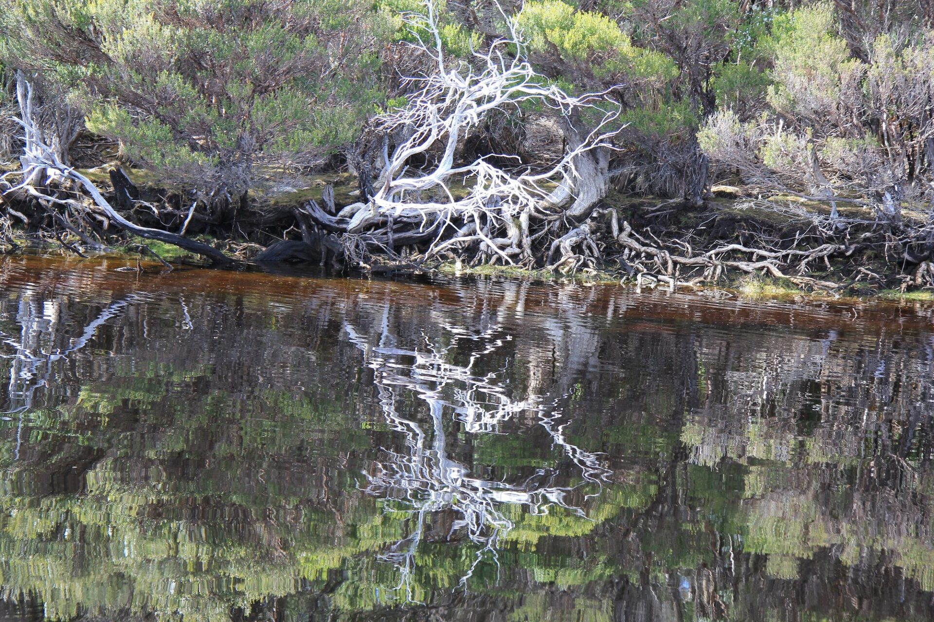 Tasmanian Wilderness