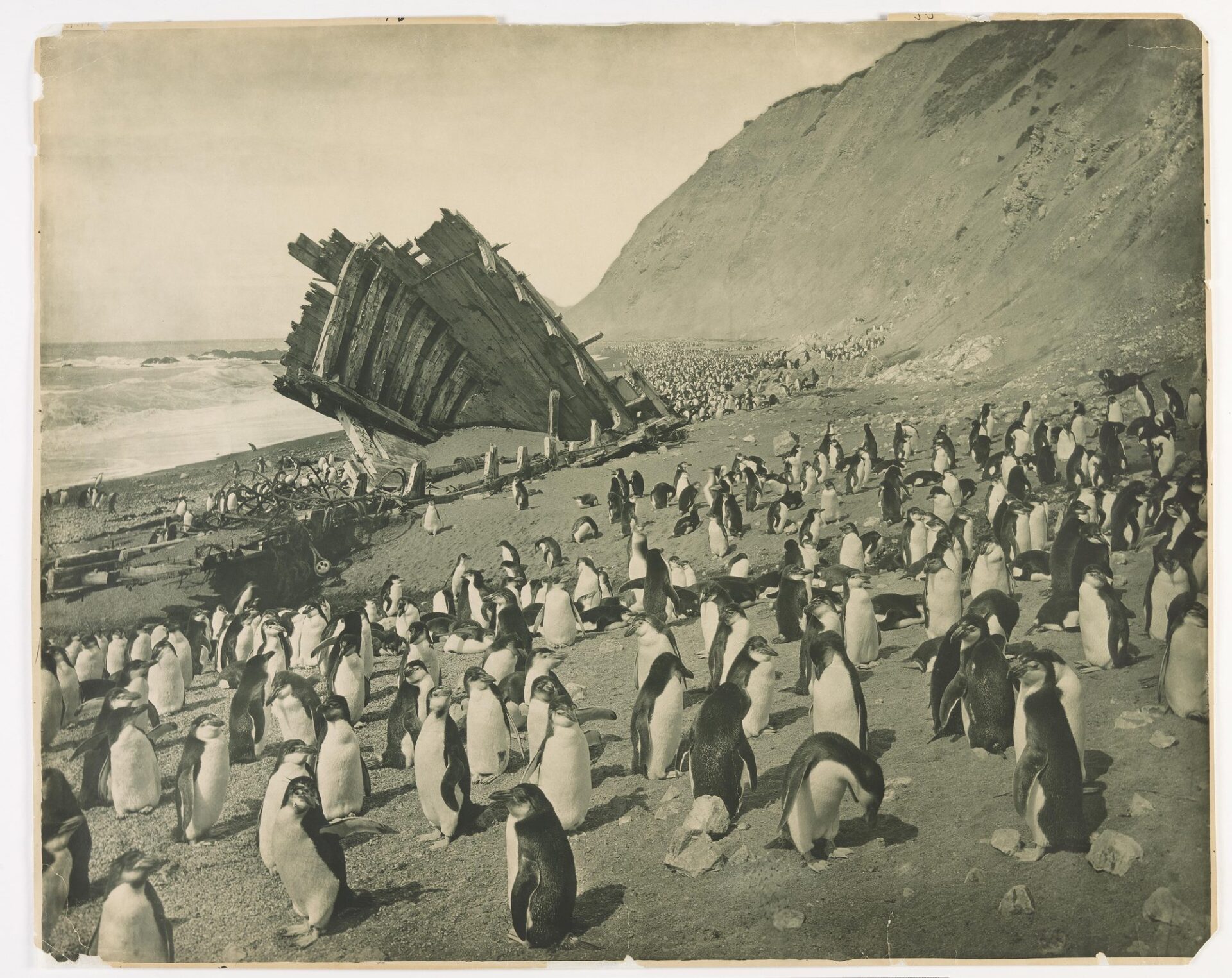 Wyspa Macquarie