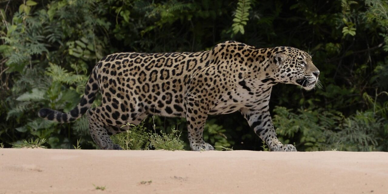 Pantanal Conservation Area