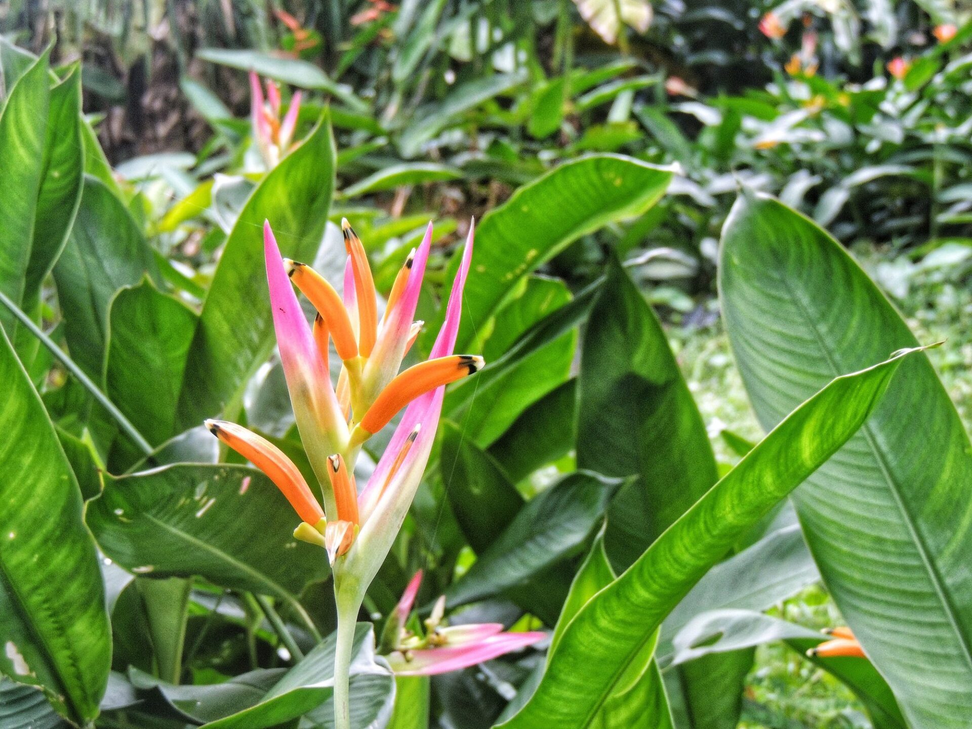 sítio roberto burle marx