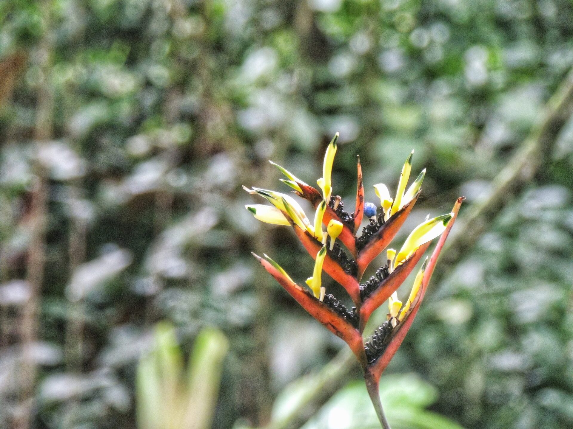 sítio roberto burle marx